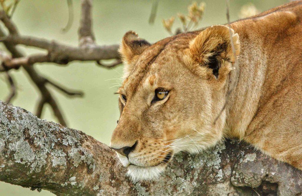 Travelers enjoying Lake Manyara National Park Safaris while exploring diverse wildlife habitats and scenic landscapes in northern Tanzania.