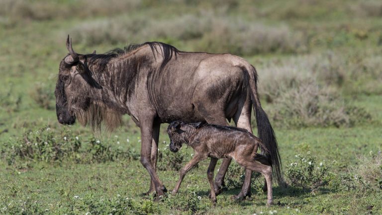 Wildebeest-calf-with-mother