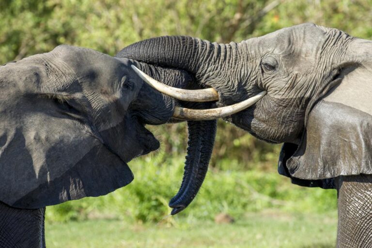 Tarangire National Park Safaris featuring large elephant herds, iconic baobab trees, and seasonal river landscapes in northern Tanzania’s wildlife-rich savannah