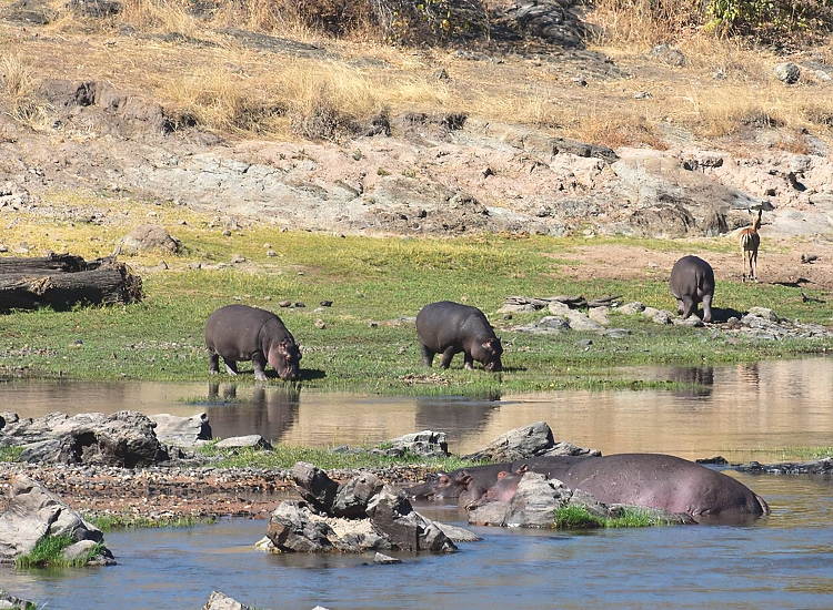 Ruaha_National_Park_Hippos